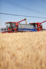 Fototapeta premium The busyness of harvesting wheat fields