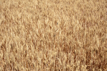 Large area of ​​wheat with full grains, ripening