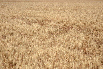 Large area of ​​wheat with full grains, ripening