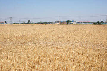 Wheat in the countryside is ripe