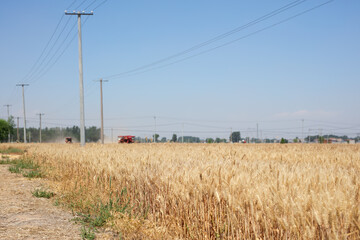 Wheat in the countryside is ripe