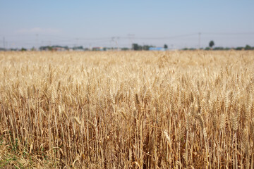 Wheat in the countryside is ripe