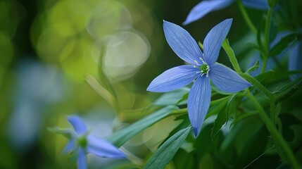 "Gentle Embrace of the Cosmos: A Soft Star Glowing Tenderly in the Night Sky's Expansive Embrace."
