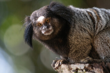 lion tamarin family on the tree