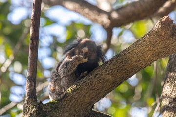 lion tamarin family on the tree