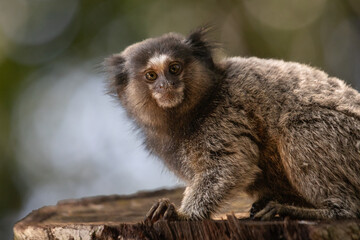 lion tamarin family on the tree