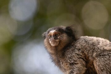 lion tamarin family on the tree