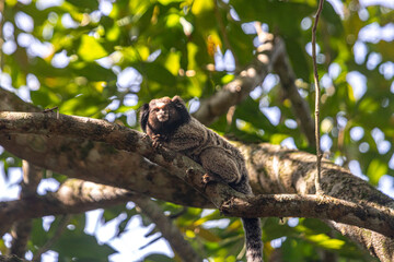 lion tamarin family on the tree
