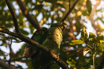 Green parrot free on the wild