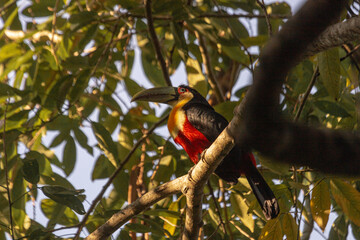 A different kind of brazilian toucan
