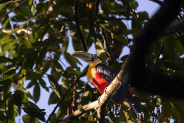 A different kind of brazilian toucan