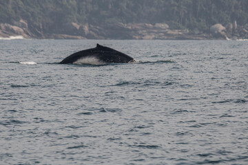 A humpback whale in Brazil