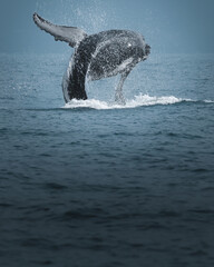A humpback whale in Brazil