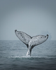 A humpback whale in Brazil