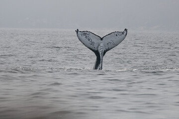 A humpback whale in Brazil