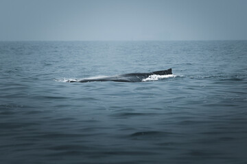 A humpback whale in Brazil
