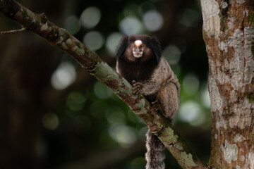 lion tamarin family on the tree