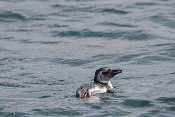 A lost penguin in the sea
