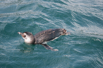 A lost penguin in the sea