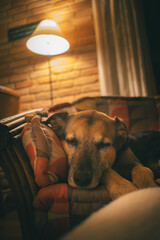 A sleepy dog on the room