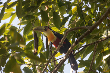 A different kind of brazilian toucan