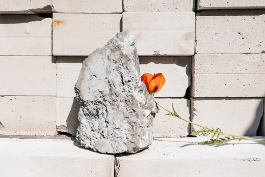 Red Poppy on Stone and Bricks
