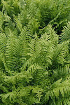 Lush Green Ferns in Forest
