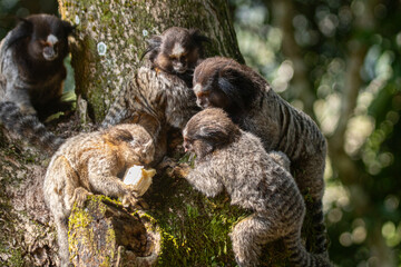 lion tamarin family on the tree