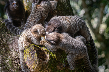 lion tamarin family on the tree