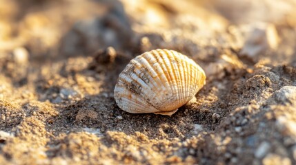 A seashell lies nestled in rocky terrain, illuminated by warm light from a stunning sunset