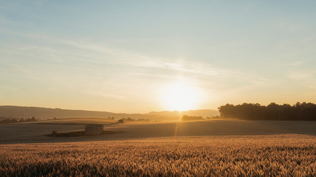 Field of barley at sunrise