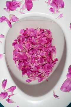 Close up of Magenta Pink Petals In A Clean White Toilet Bowl. 
