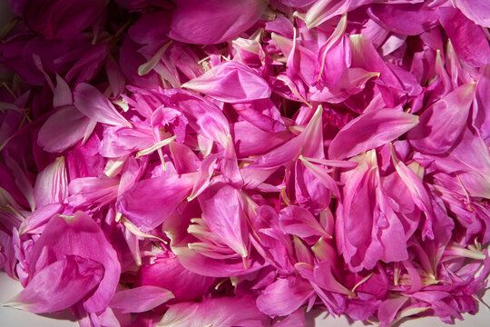 Pile of Pink Peony Petals on White. Abstract Natural Background 