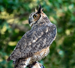 great horned owl