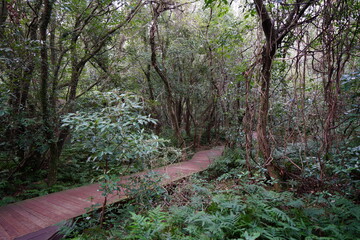 autumn walkway through thick vines and old trees