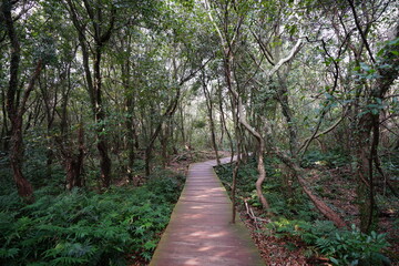 fine boardwalk in the gleaming sunlight