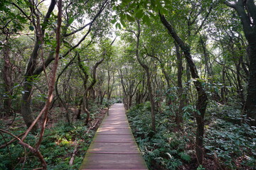 Fototapeta premium fine boardwalk in the gleaming sunlight