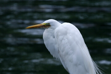 No detalhe uma garça branca gigante no canal de Ponta Negra - Maricá - RJ 