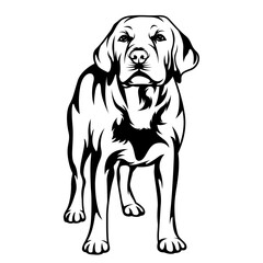 Labrador Full Body | Dog Breed | Cute Labrador Face | Cute Standing Labrador | Labrador | Dog Lover | Dog | Domestic Animal | Original Illustration | Vector and Clipart | Cutfile and Stencil