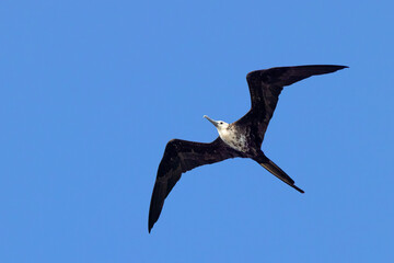 A magnificent frigatebird (Fregata magnificens) flying in a blue sky over Lido Key, Florida, after Tropical Storm / Hurricane Debby pushed them closer to land
