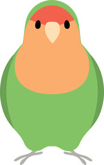 コザクラインコ