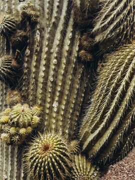Close-up of a cactus showing detailed texture and spikes