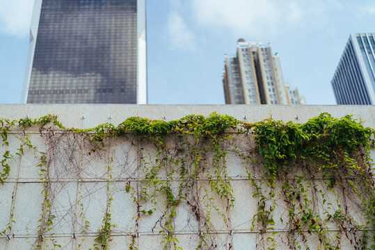 Vines Growing on Urban Wall