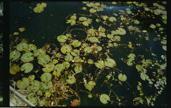 Vegetation on the water