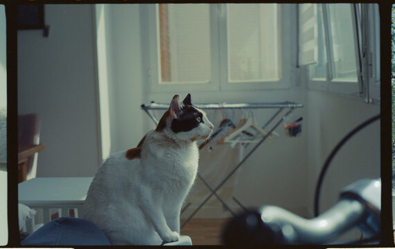 Home Cat