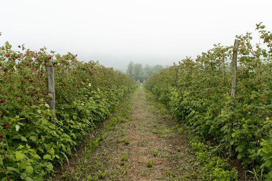 Raspberry