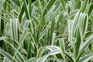 Obraz premium Green and white variegated Giant Reed Grass, also known with scientific name Arundo donax 'Variegata'