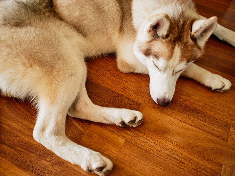 Husky Siberiano sleeping
