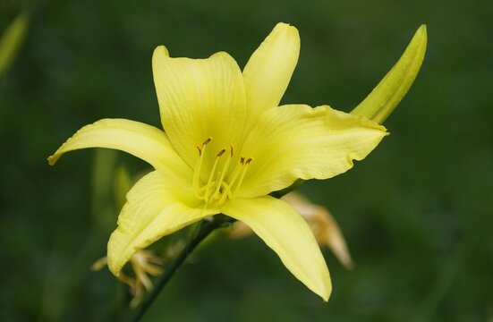 Closeup of the yellow flower of Hyperion Daylily