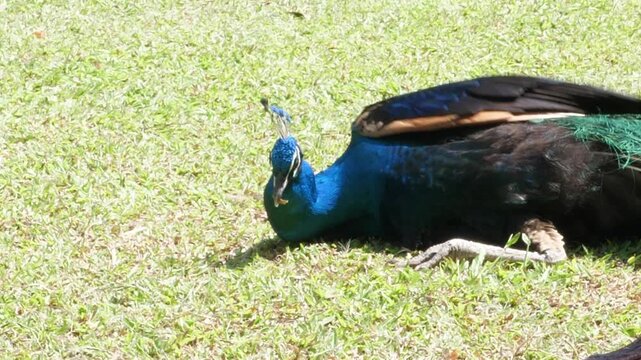 Peacock eating grass in nature background